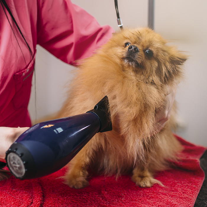 trabajos de peluqueria canina y felina en Mataró | Peluts de Mataró